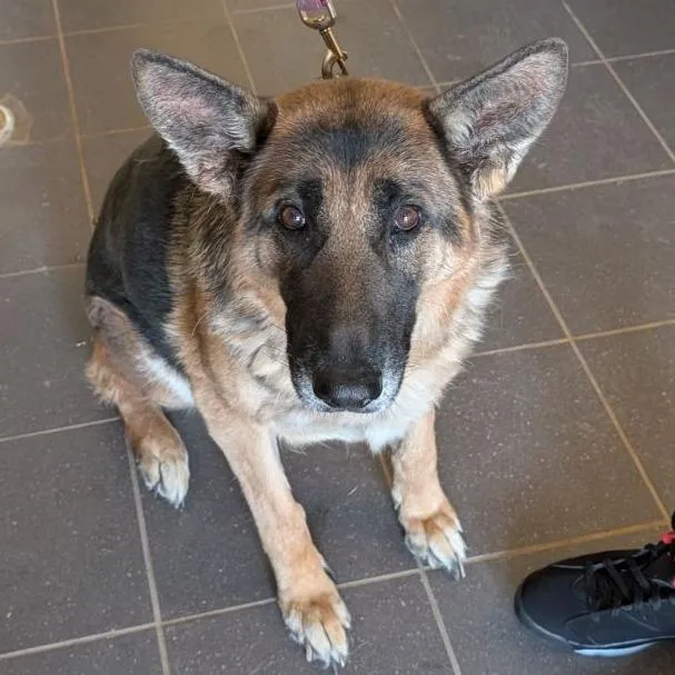 An adult large-sized female Brown / Chocolate Mixed Breed dog named Twister for adoption in Fairport, NY