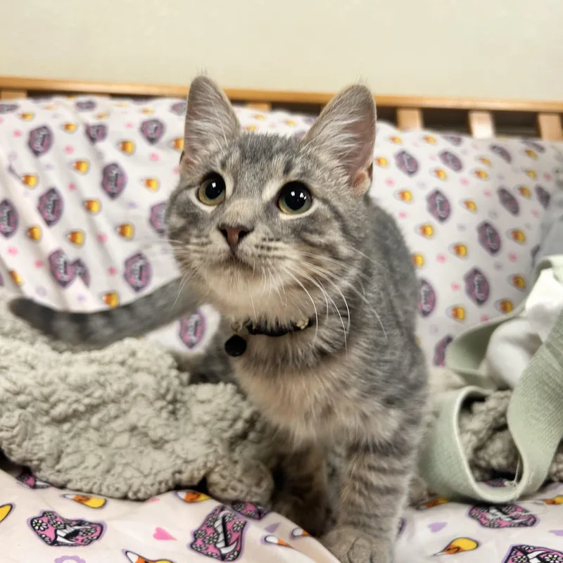 A young small-sized male Tabby (Gray / Blue / Silver) Domestic Short Hair cat named Fupy for adoption in Myerstown, PA