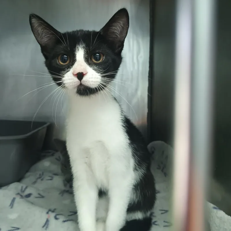 A baby small-sized female Black Domestic Short Hair cat named Granite for adoption in Valley, AL