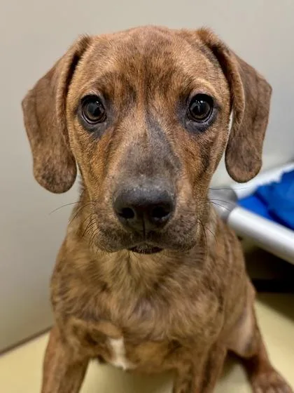An adult large-sized male Brown / Chocolate Mixed Breed dog named Dozer for adoption in Wichita, KS