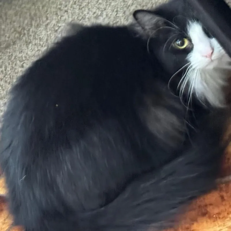 Babushka thumbnail 2