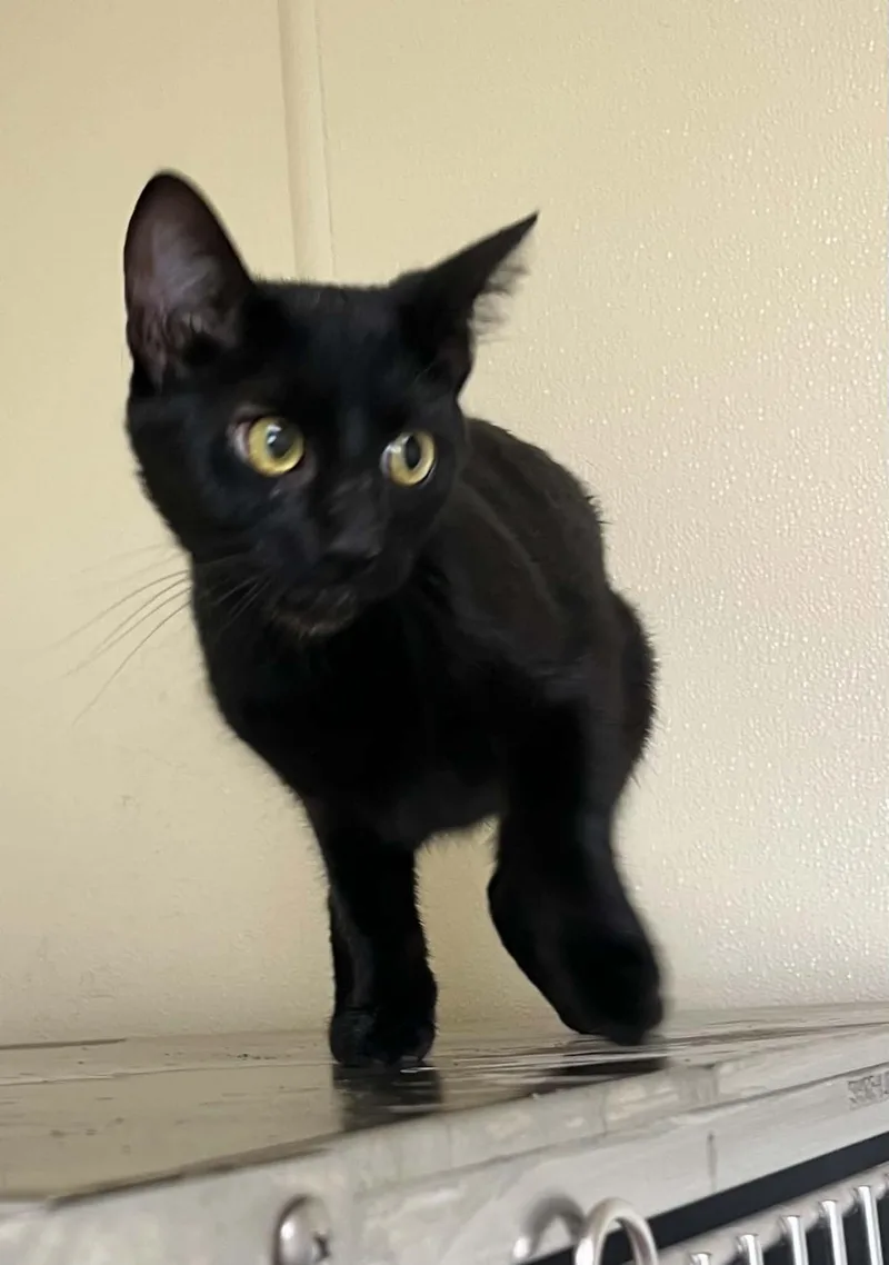 A young medium-sized female Black Domestic Short Hair cat named Dolly for adoption in Austin, MN