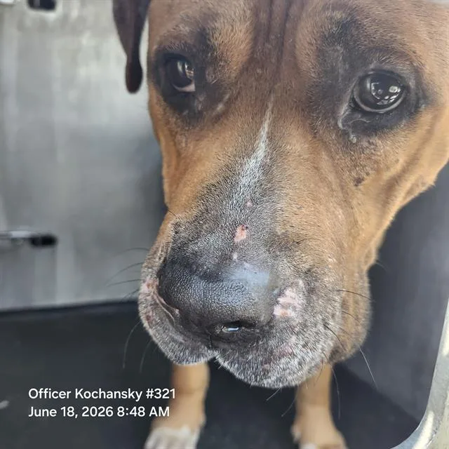 An adult medium-sized male American Staffordshire Terrier dog named Bud for adoption in San Antonio, TX