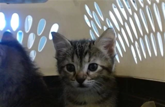 A baby small-sized female Domestic Short Hair cat named Nibblets for adoption in Oklahoma City, OK