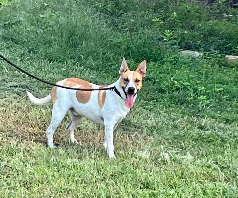 An adult medium-sized male Apricot / Beige Mixed Breed dog named Waleska for adoption in kingsland, GA