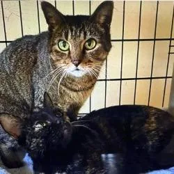 Coraline thumbnail 3