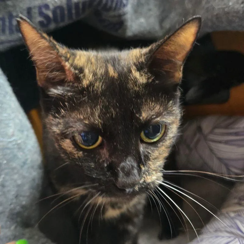 Coraline thumbnail 4