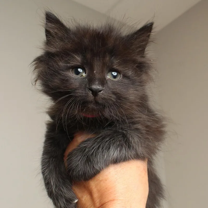 A baby small-sized female Smoke Domestic Medium Hair cat named Marcy C for adoption in Minnetonka, MN