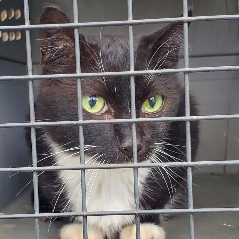 An adult small-sized female Black Domestic Short Hair cat named Marlene for adoption in Kansas City, MO