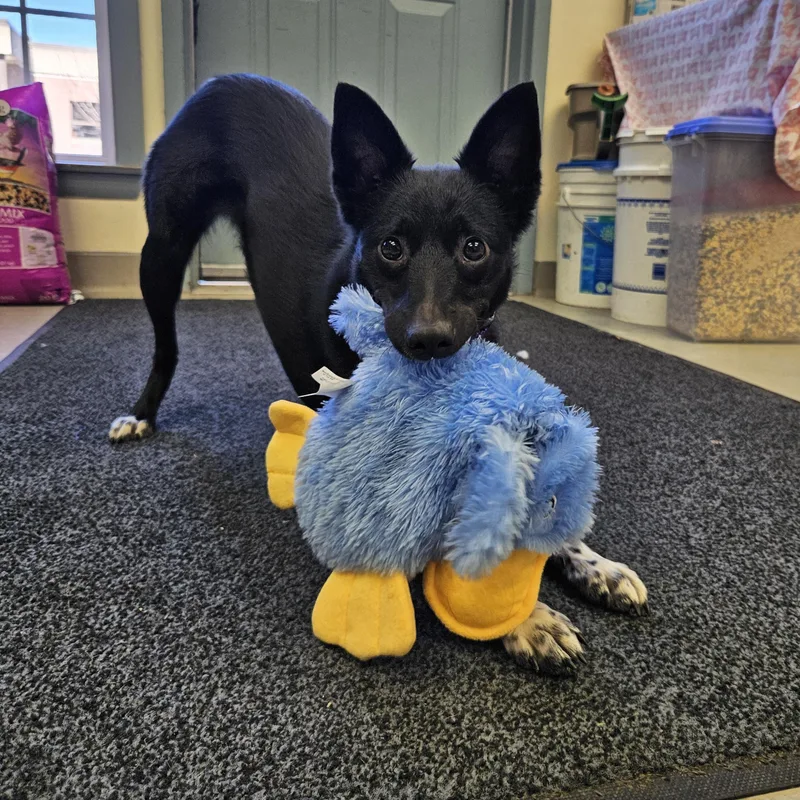 Midnight thumbnail 2