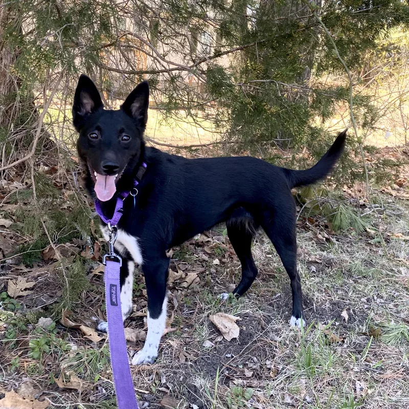 A young small-sized female Black Border Collie dog named Midnight for adoption in Medfield, MA