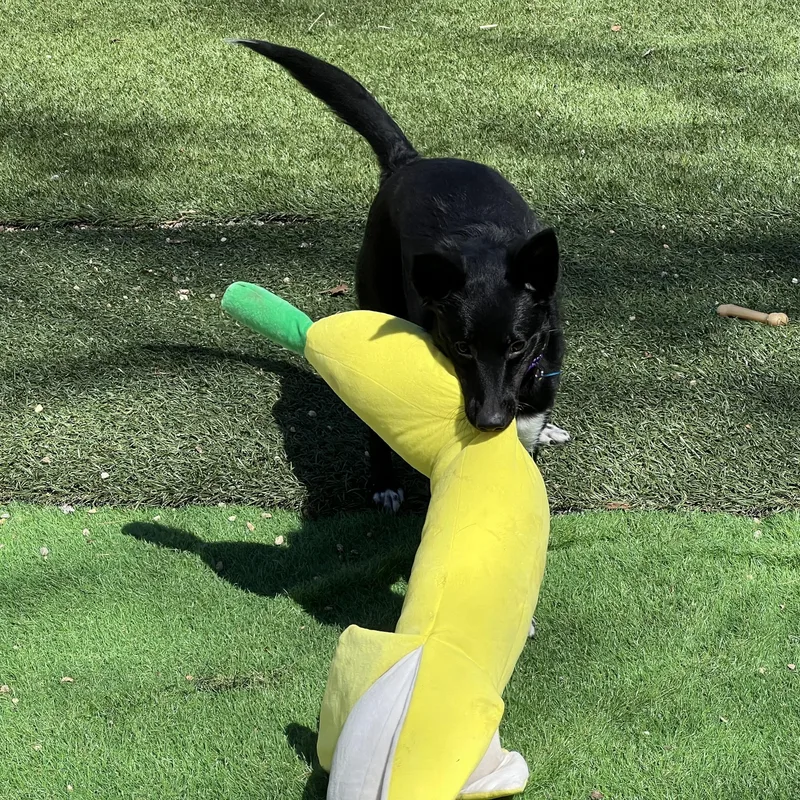 Midnight thumbnail 3