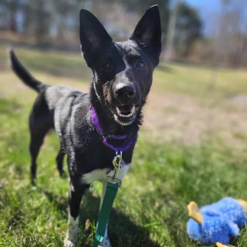 Midnight thumbnail 4