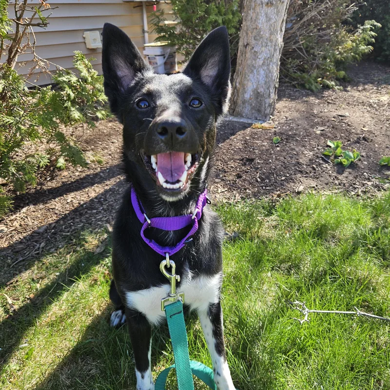 Midnight thumbnail 5