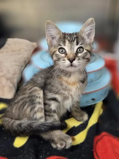 A baby small-sized female Domestic Short Hair cat named Sydney for adoption in Westland, MI