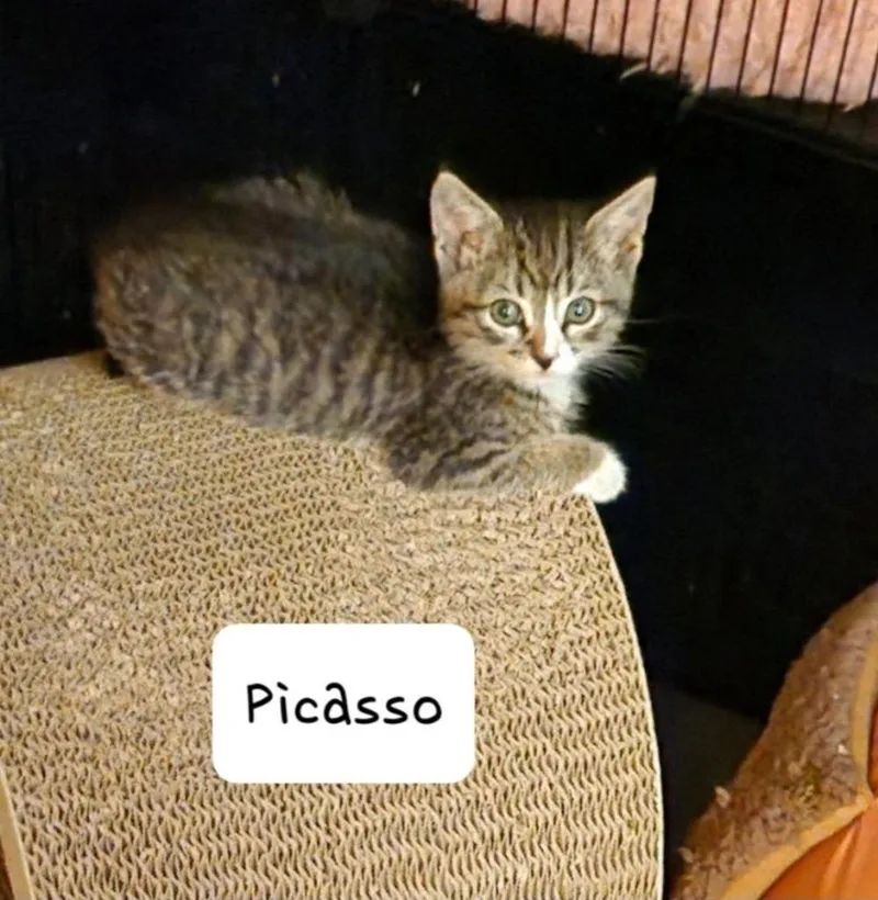 A baby small-sized male Domestic Short Hair cat named Picasso for adoption in San Jacinto, CA