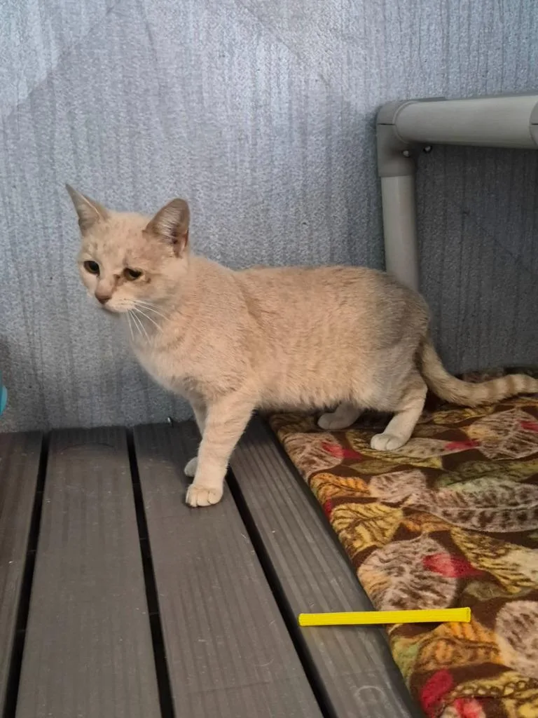 A young small-sized male Domestic Short Hair cat named Tiberius for adoption in Moriarty, NM