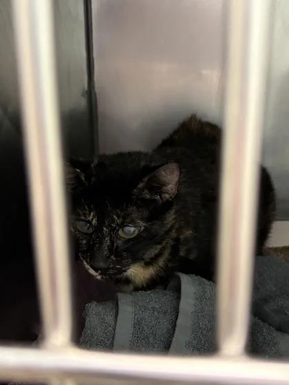 A senior medium-sized female Domestic Short Hair cat named Rainy for adoption in Fishers, IN