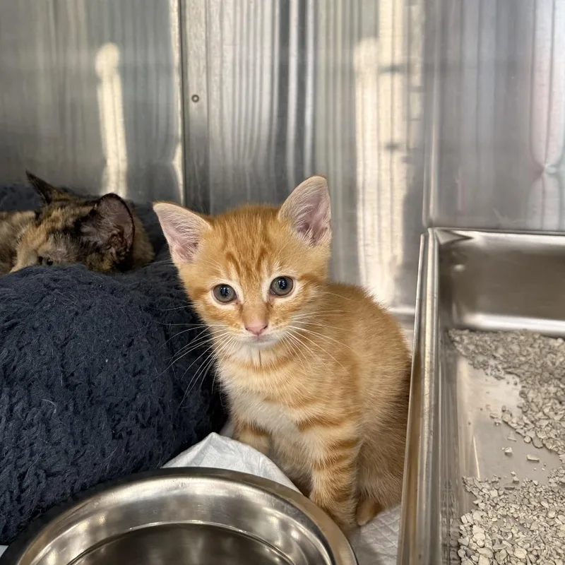 A baby small-sized male Orange / Red Domestic Short Hair cat named Hashbrown for adoption in Winston Salem, NC