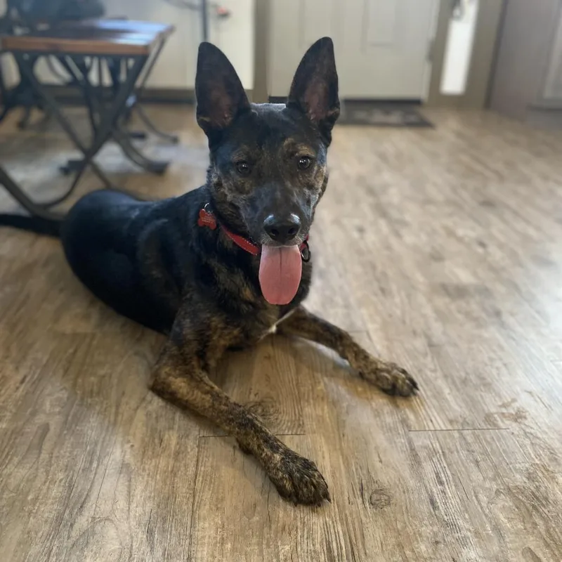 An adult medium-sized female Black Dutch Shepherd dog named Mia for adoption in Green Bay, WI
