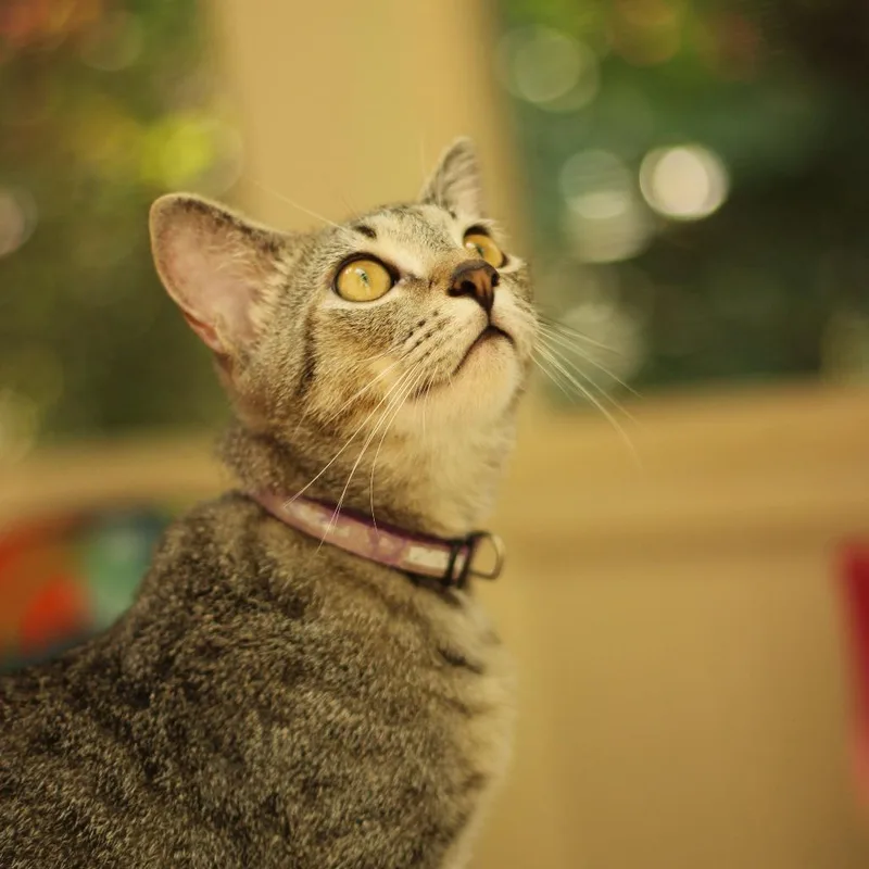 A young medium-sized male American Shorthair cat named Booker for adoption in Hillsborough, NC