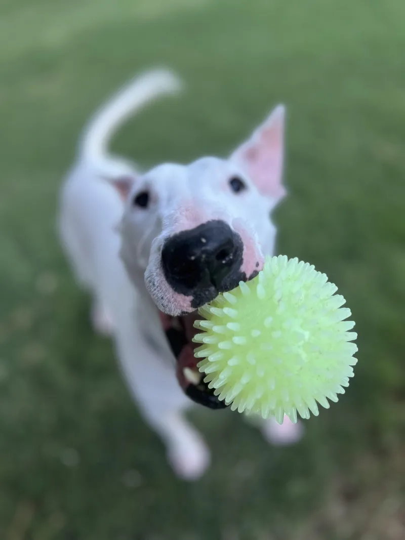 An adult medium-sized male White / Cream Bull Terrier dog named Augustus for adoption in Peoria, AZ