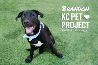 An adult large-sized male Black Mixed Breed dog named Brandon for adoption in Kansas City, MO