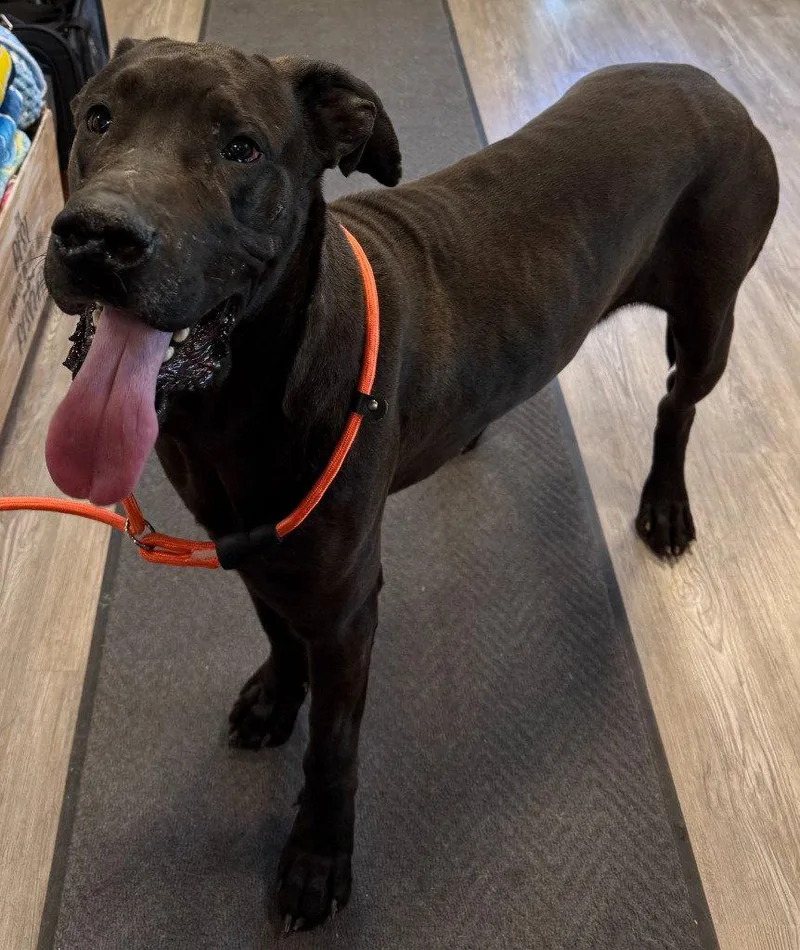 A young large-sized male Great Dane dog named Bear for adoption in Emmett, ID