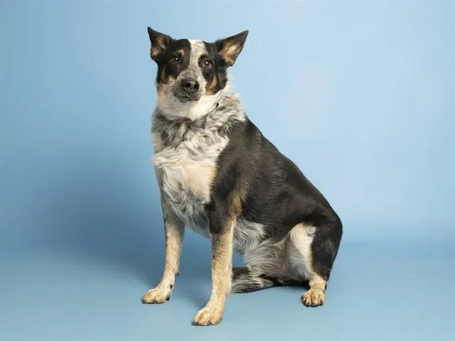 Zorro