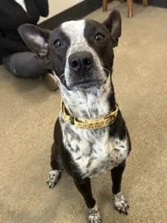 A young medium-sized female Black Australian Cattle Dog / Blue Heeler dog named Sapphire for adoption in Cleveland, OH