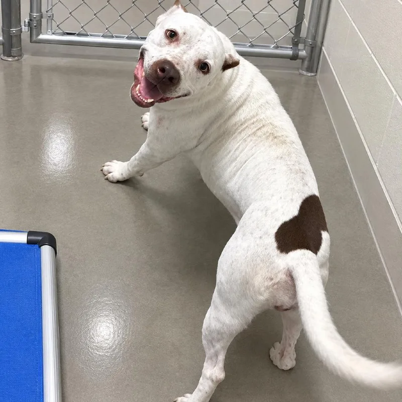 An adult medium-sized female Pit Bull Terrier dog named Meg for adoption in Pine Bluff, AR