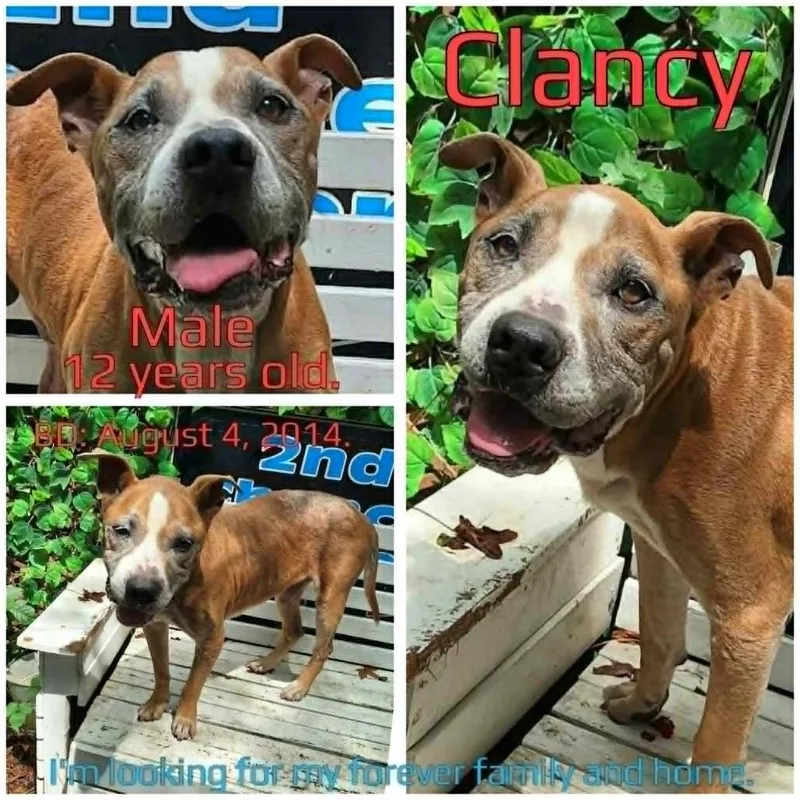 Clancy