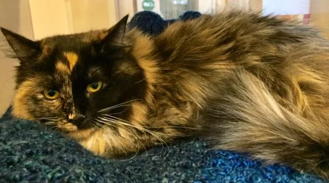 An adult medium-sized female Domestic Long Hair cat named Rini for adoption in Frisco, CO