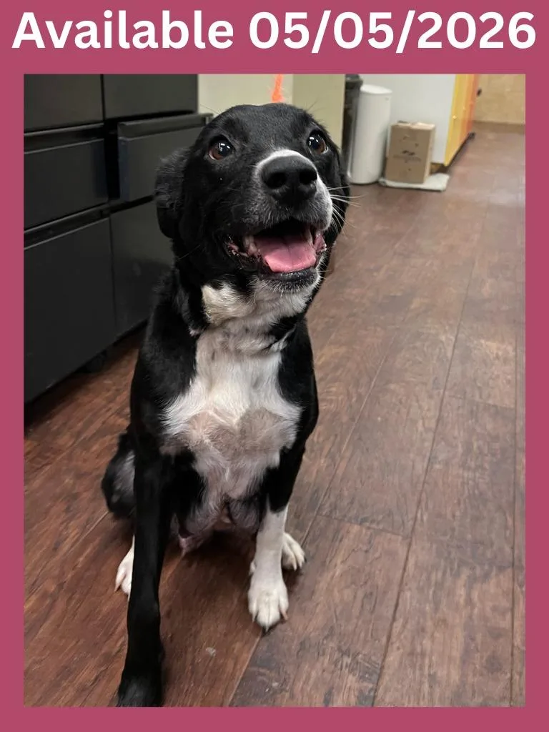 An adult medium-sized female Labrador Retriever dog named Dog Kennel for adoption in Greenville, TX