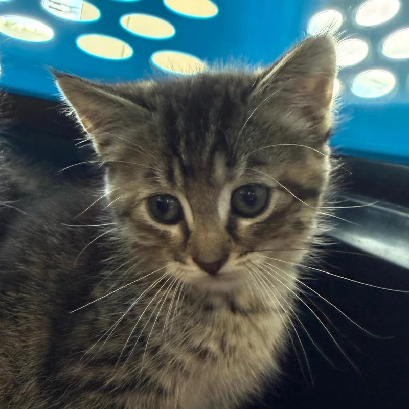 A baby small-sized female Black Domestic Short Hair cat named Taz for adoption in Watertown, NY