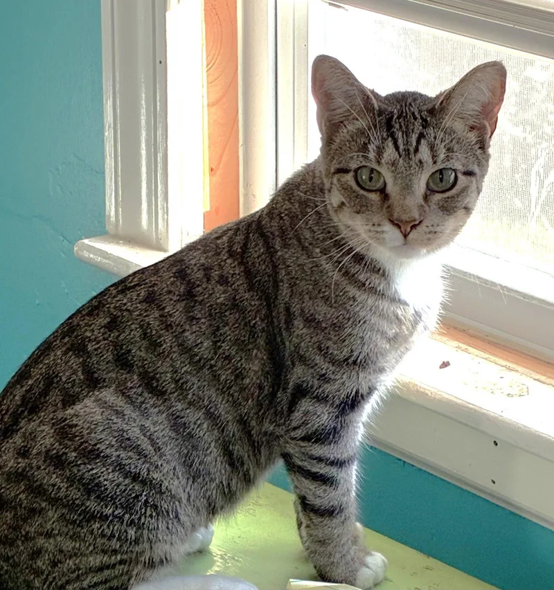 A young medium-sized female Domestic Short Hair cat named Radish for adoption in Shawnee, KS