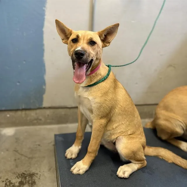 A young large-sized female Siberian Husky dog named A for adoption in Camarillo, CA
