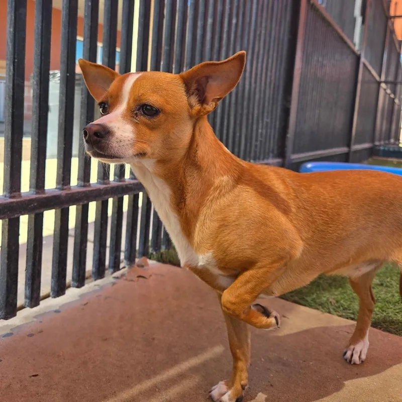 Encarnacion thumbnail 2