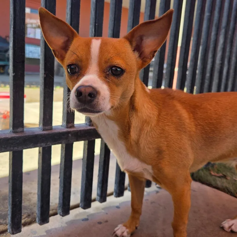 Encarnacion thumbnail 3