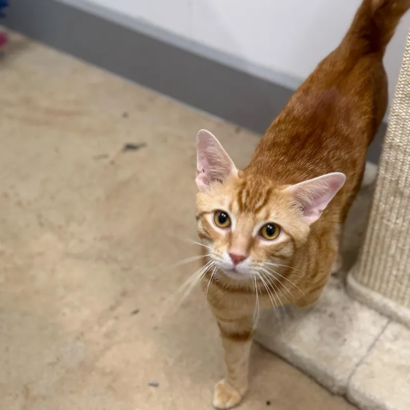 An adult large-sized male Domestic Short Hair cat named Angelo for adoption in Jessup, MD