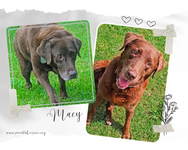 A senior large-sized female Brown / Chocolate Labrador Retriever dog named Macy for adoption in Middletown, RI