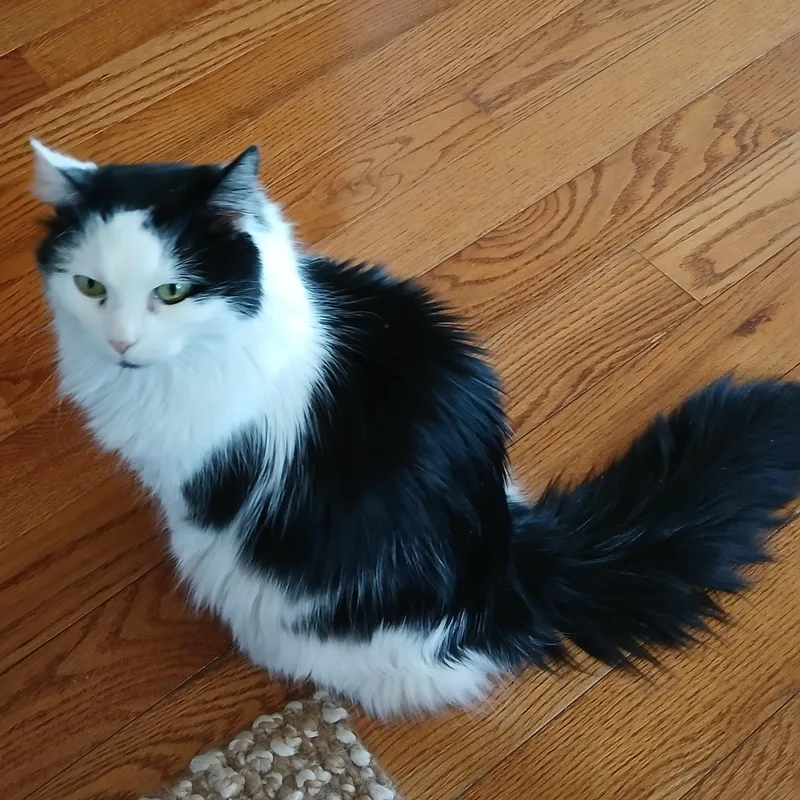 A senior medium-sized female White Domestic Long Hair cat named Tessie for adoption in Scituate, MA