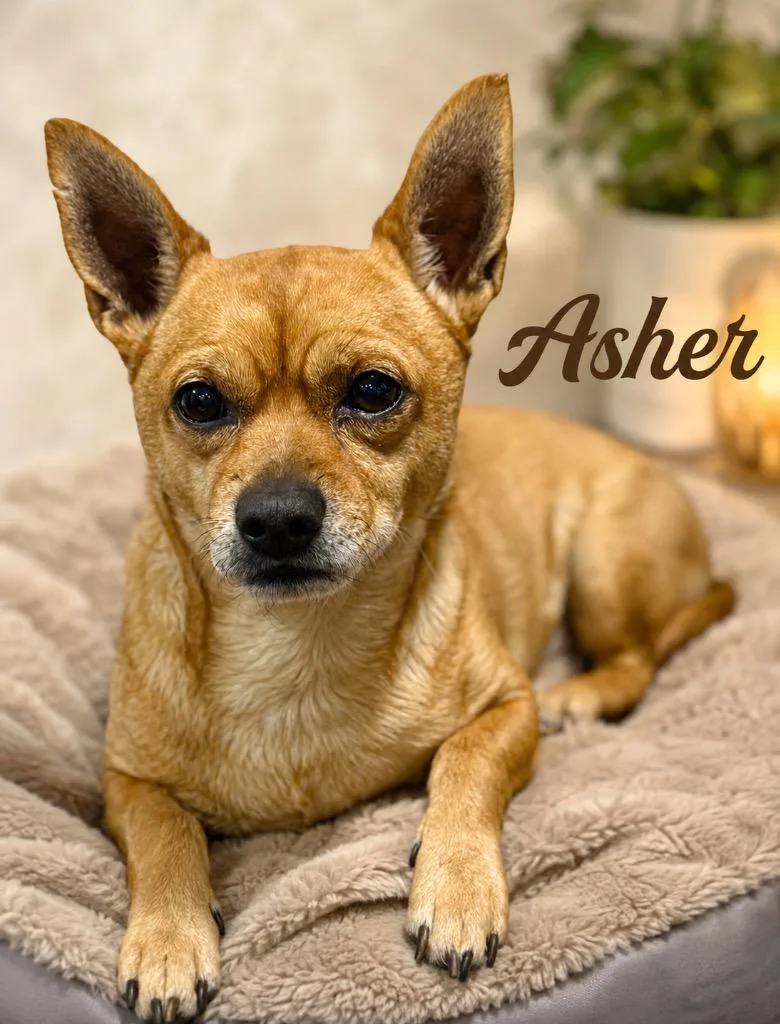 Asher thumbnail 2