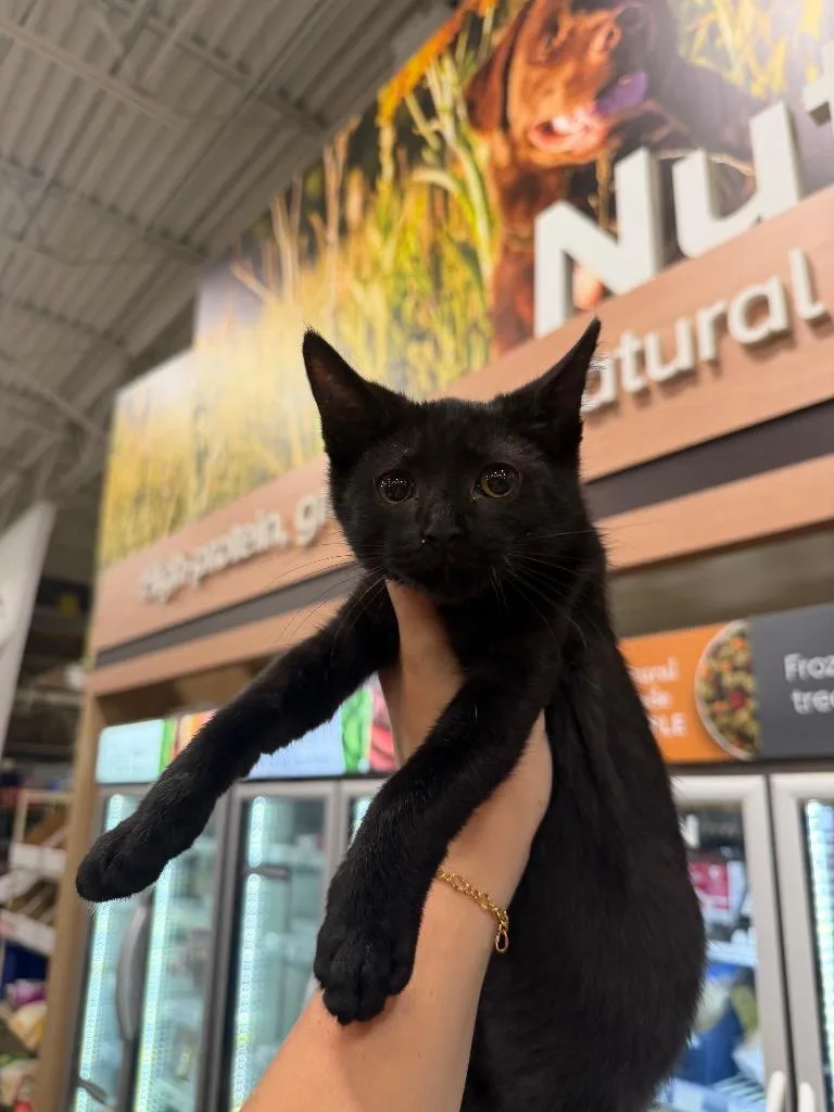 A baby small-sized female Domestic Short Hair cat named Raddish for adoption in warrenville, SC
