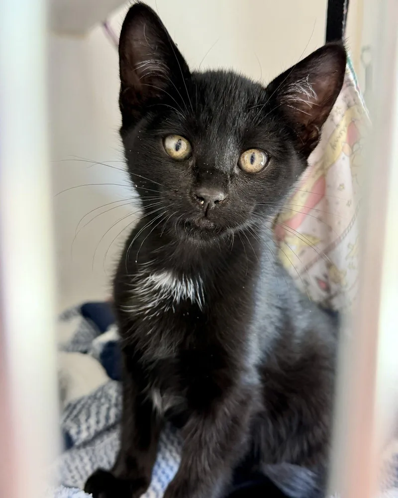 A baby small-sized female Black Domestic Short Hair cat named Joan for adoption in Oakland, CA