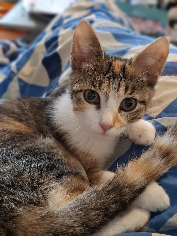 A baby small-sized female Domestic Short Hair cat named Paisley for adoption in Lewisburg, TN