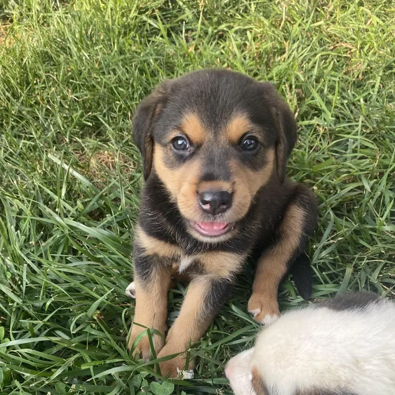 A baby medium-sized male White / Cream Hound dog named Rubblish for adoption in Fairfax Station, VA