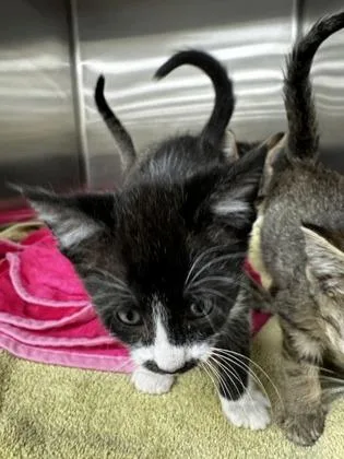 A baby small-sized male Domestic Short Hair cat named Acorn for adoption in Westland, MI