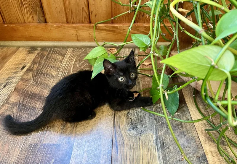 Turbulence thumbnail 3