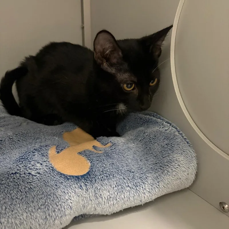 A baby small-sized male Black Domestic Short Hair cat named Robbie for adoption in Columbus, NC